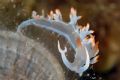 Flabellina&nbsp;babai